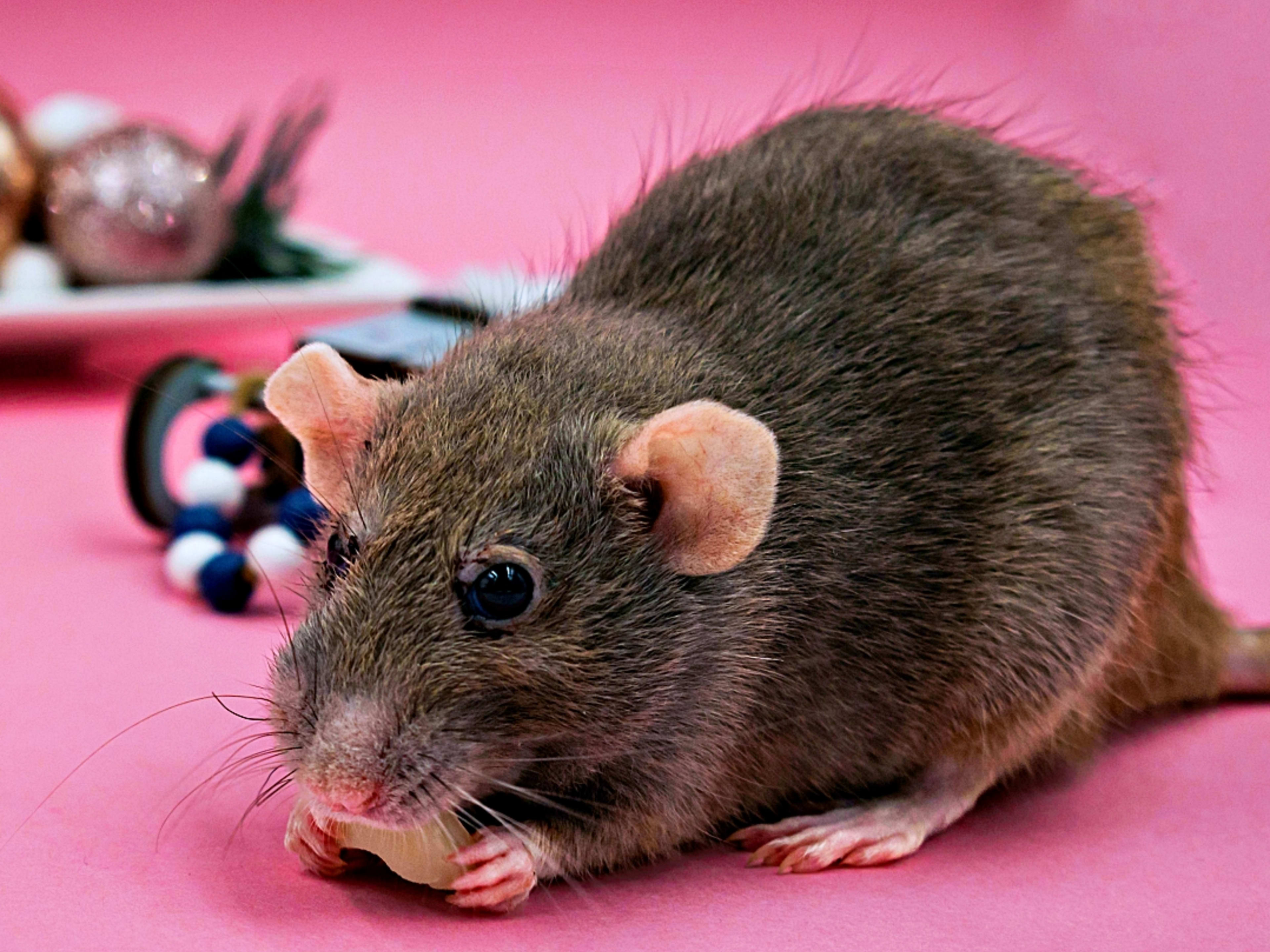 pet rat