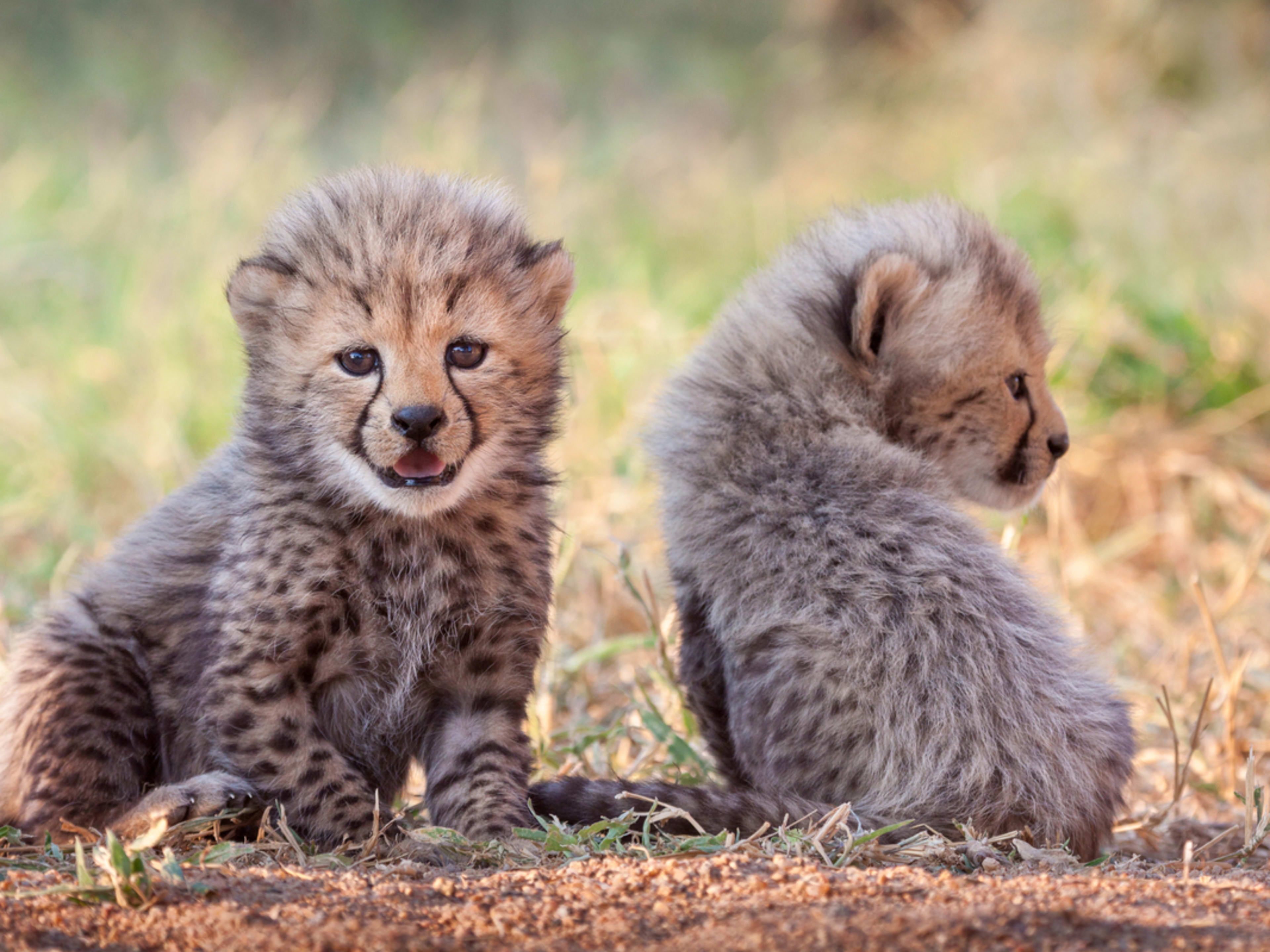 ★デイジー『 Cheetah family B/W 』by Zuberi Sensational Six Cheetah Cubs at San Diego Zoo - ZooBorns