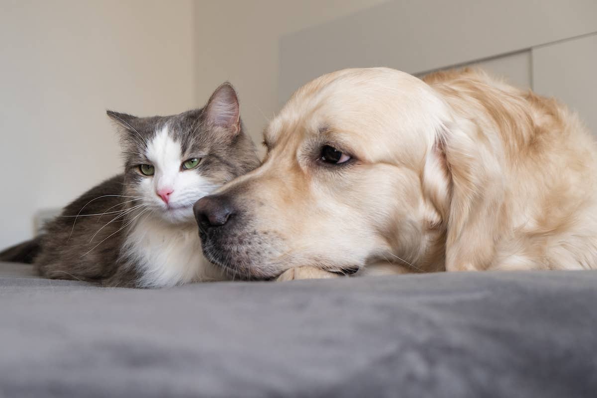 What Dog Breeds Get along Well With Cats: Top Friendly Picks