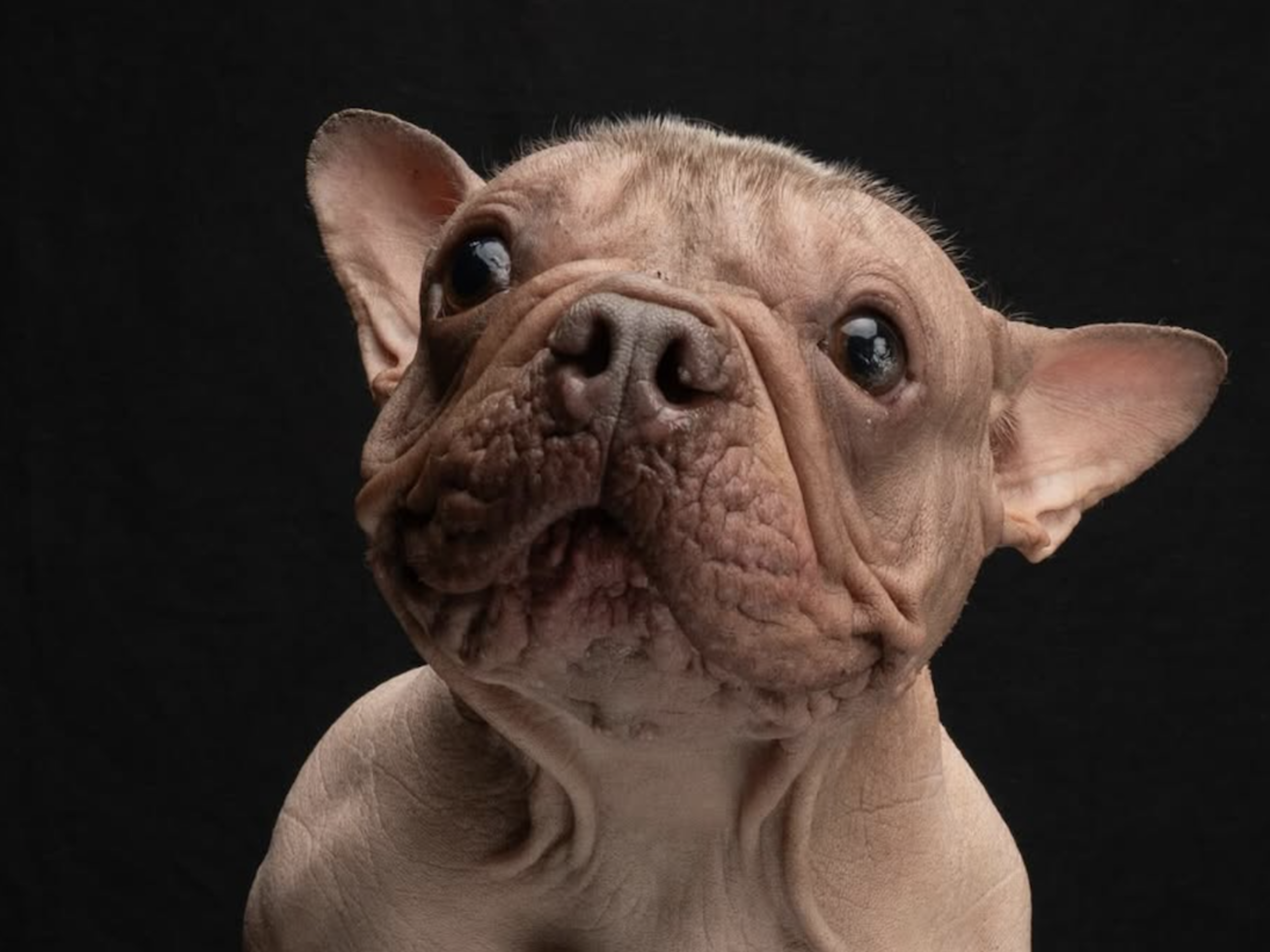 Breeds Ugly Dogs: Discover Unique Canine Charm