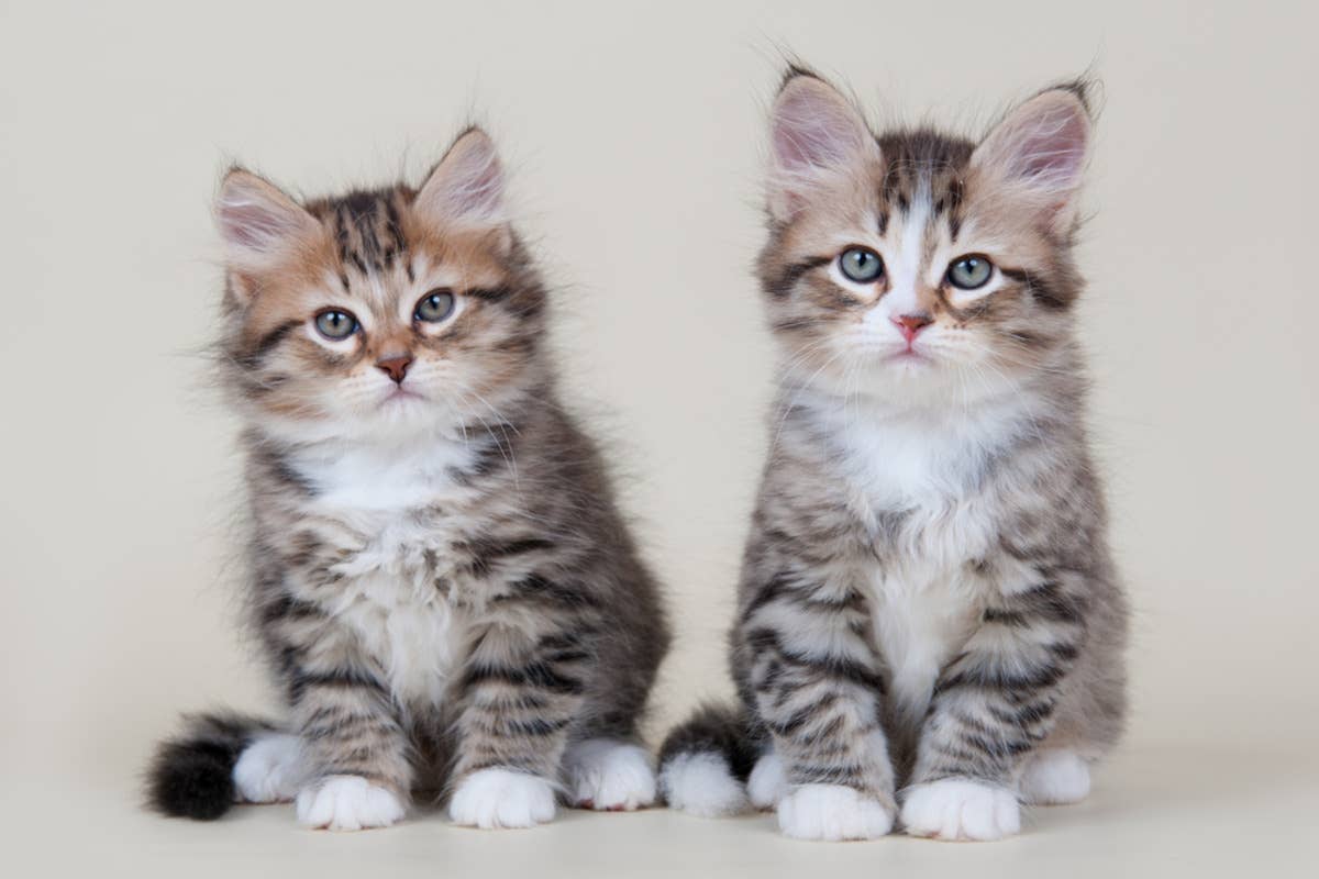 Why Do Cats Groom Their Brothers: Surprising Reasons Explained