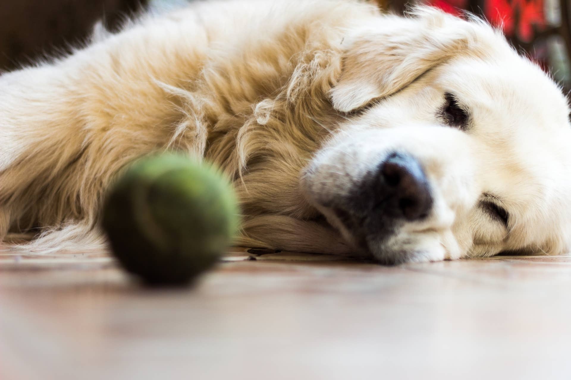 Golden Retriever's Less Than Enthusiastic Movie Audition Is Cracking Us ...