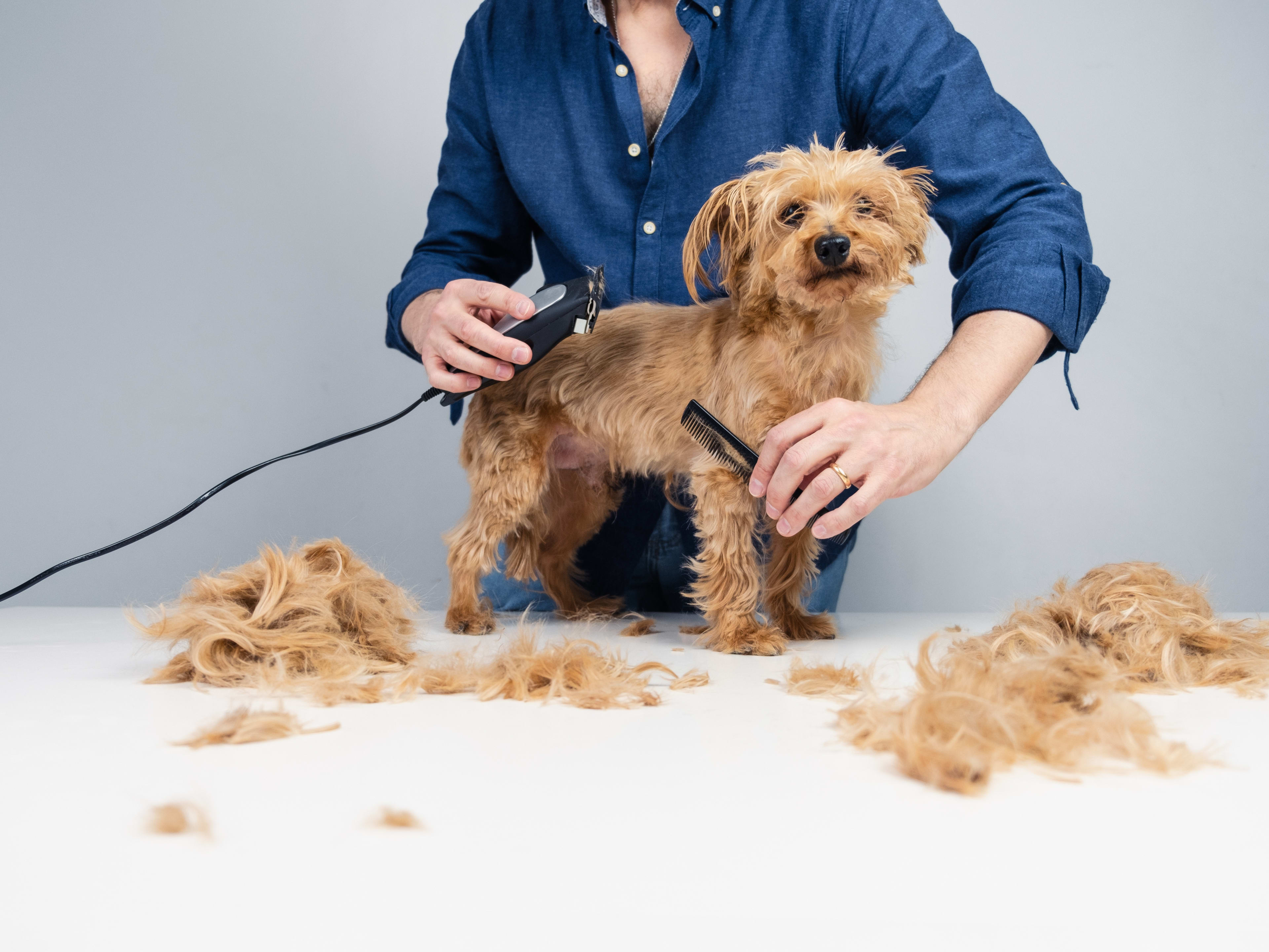Petco Dog Grooming: Transform Your Pet's Style Today