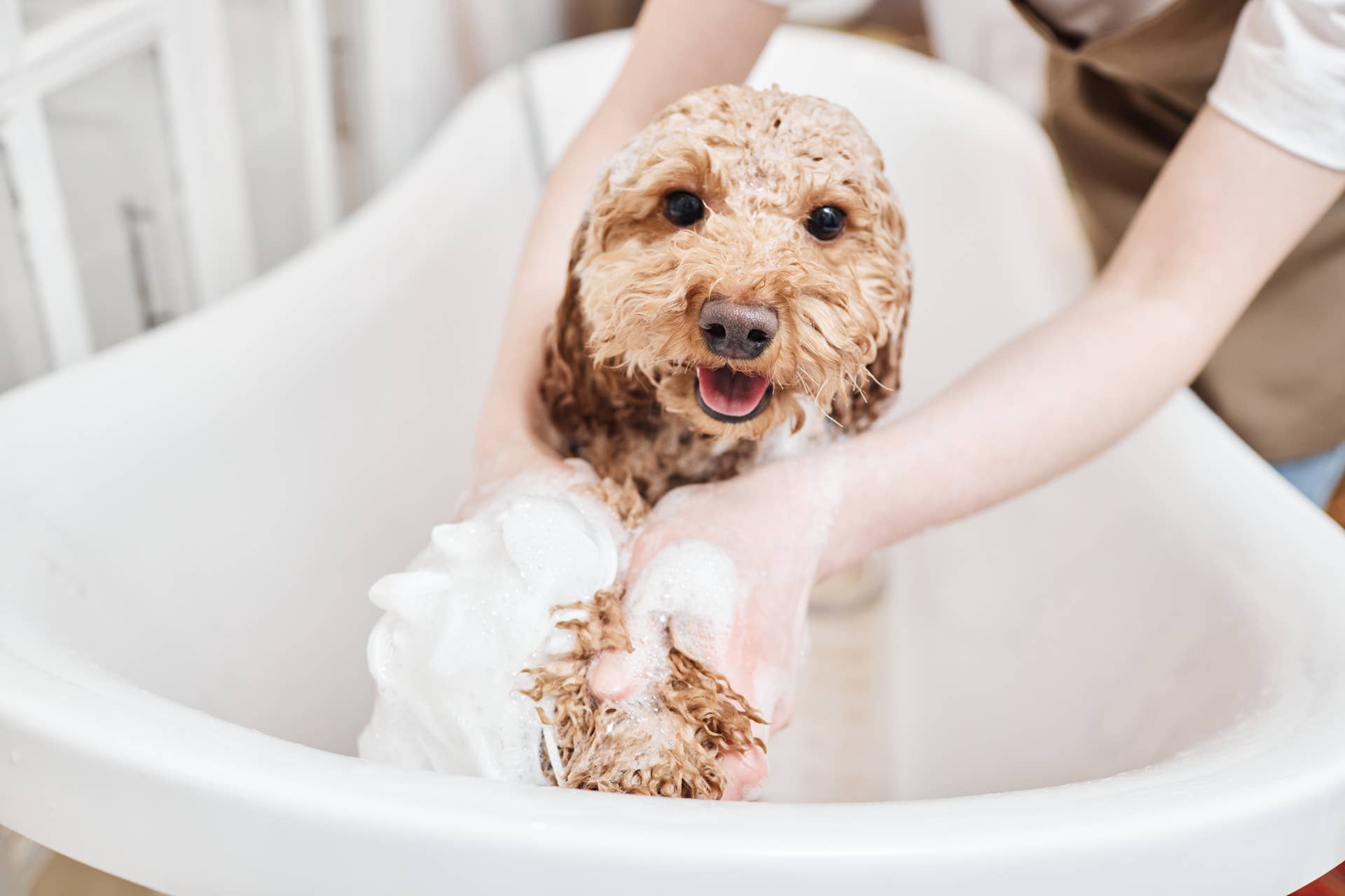 How to Wash a Dog Without Shampoo: Expert Tips