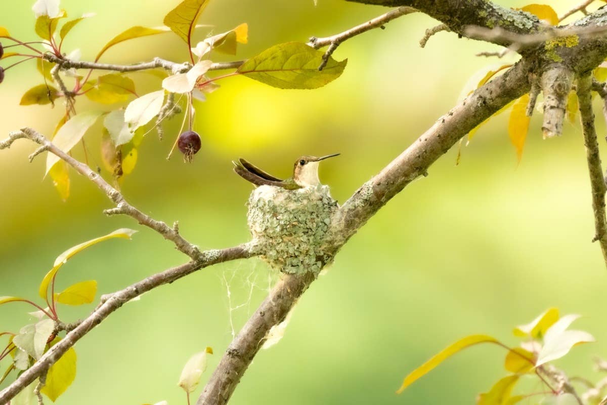 What Bird Builds Nest on Side of House: Surprising Backyard Builders