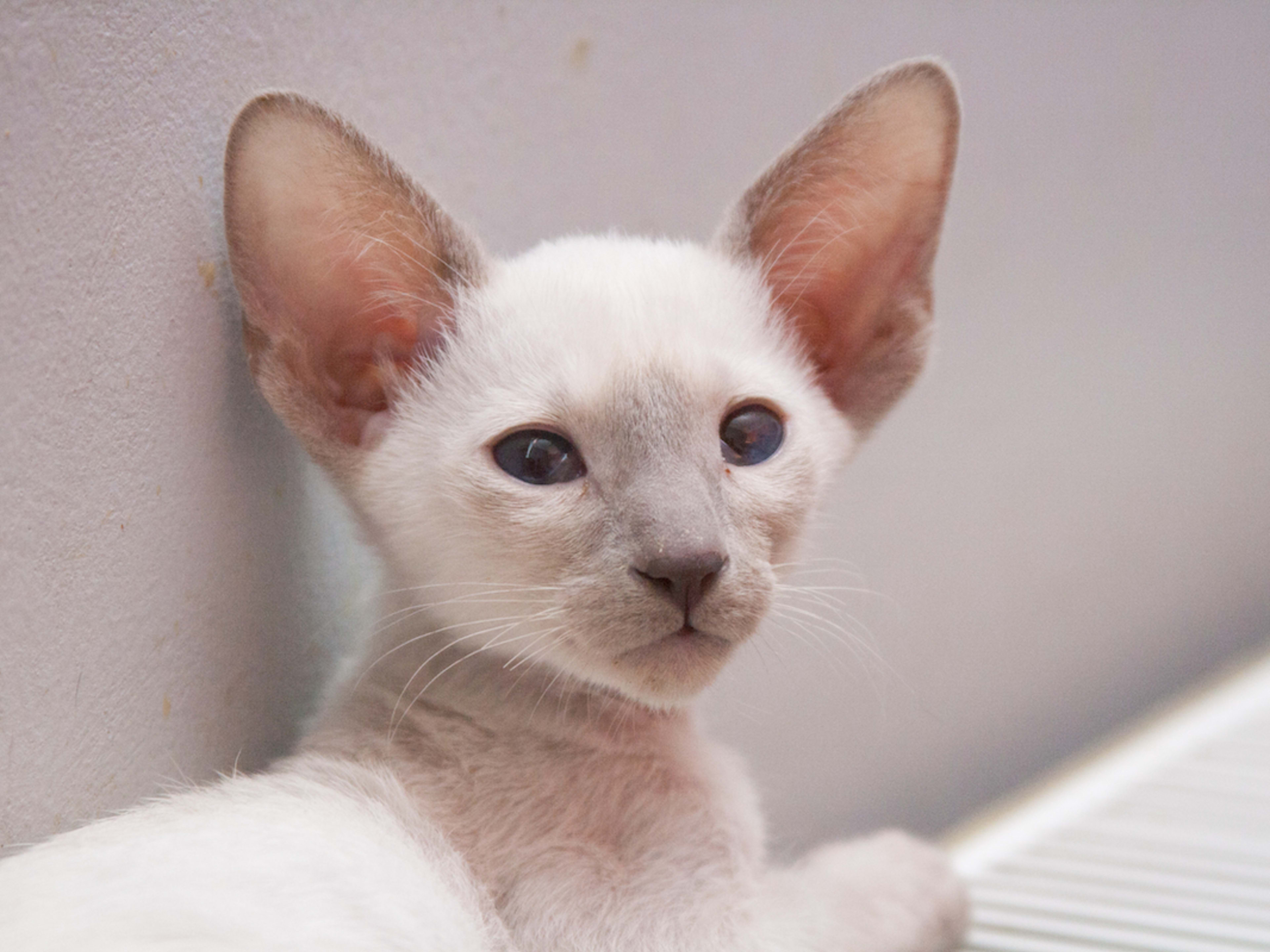 Cat Breeds Oriental: Stunning Facts You Need to Know Today