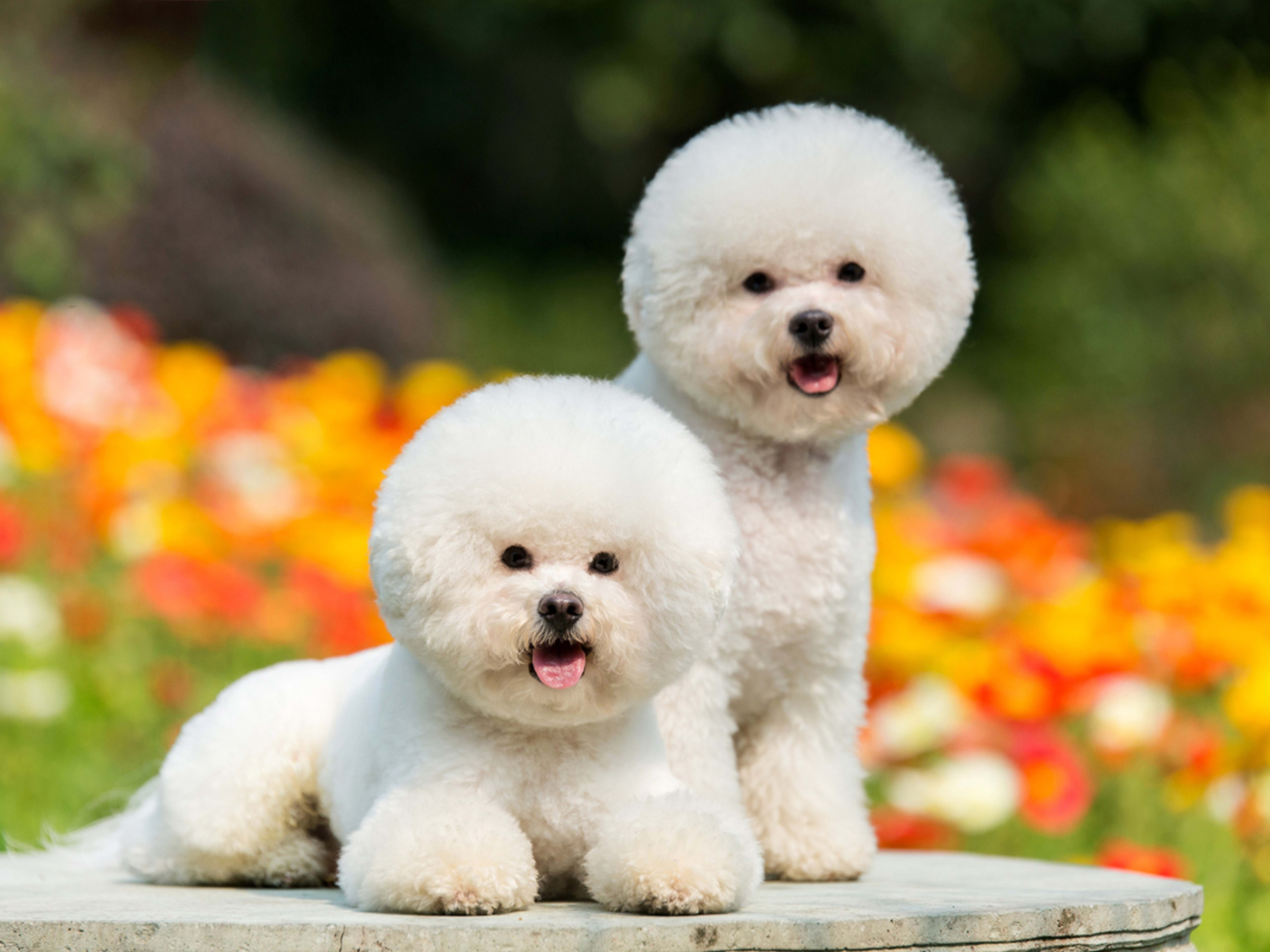 Dog Breeds That are Small And Fluffy: Adorable Companions