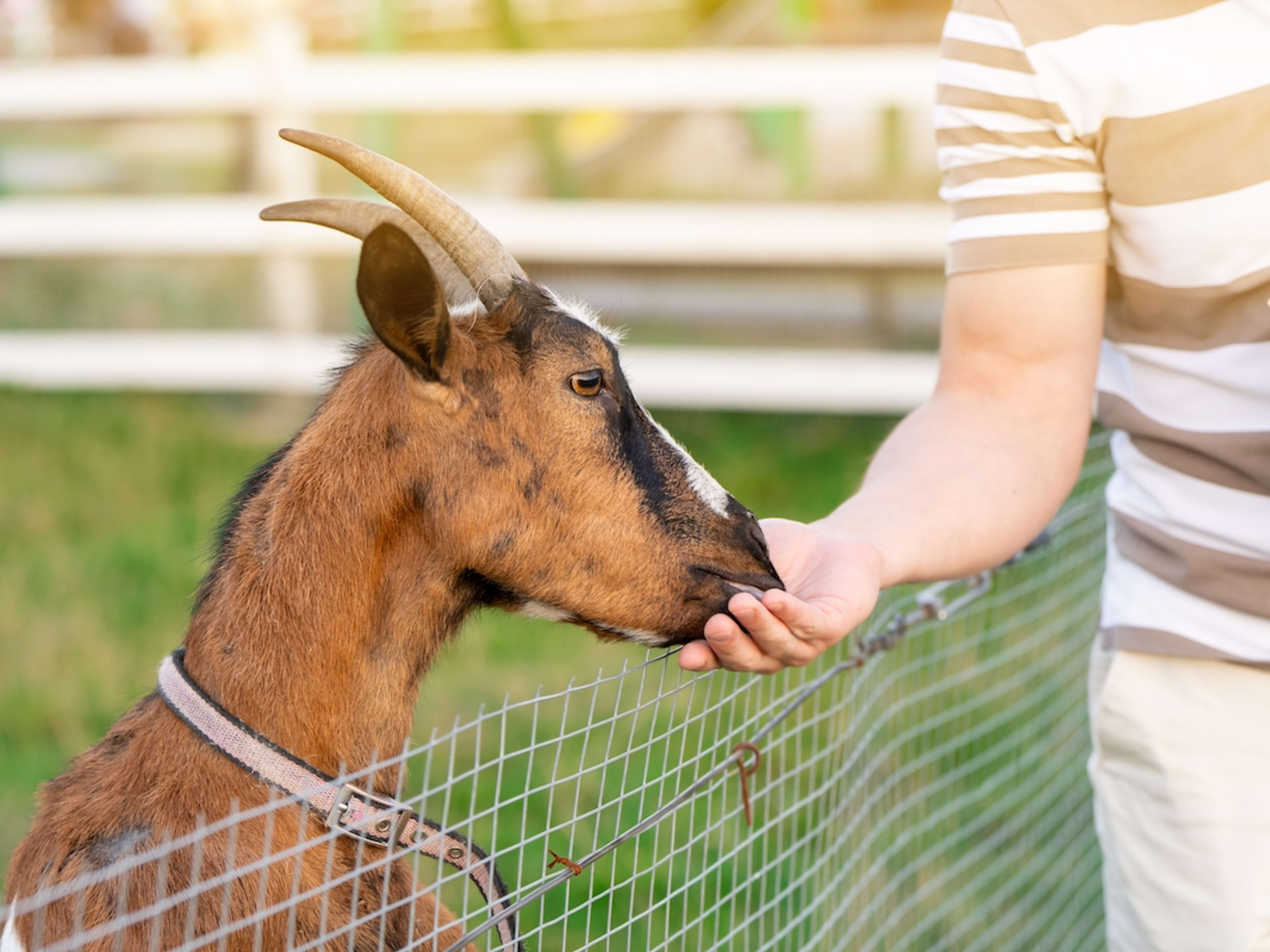 Girls' 'Wrong Turn' Leads to Whimsical Goat Farm With Picture-Perfect  Feeding Experience - PetHelpful