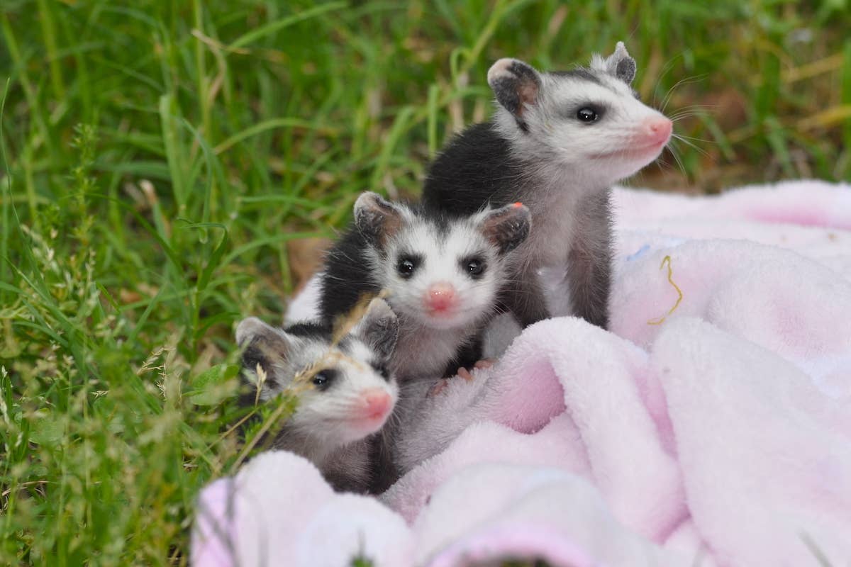 Unbothered Kitten Adopting Orphaned Baby Possums Proves Love Knows No Unbothered Kitten Adopting Orphaned Baby Possums Proves Love Knows No