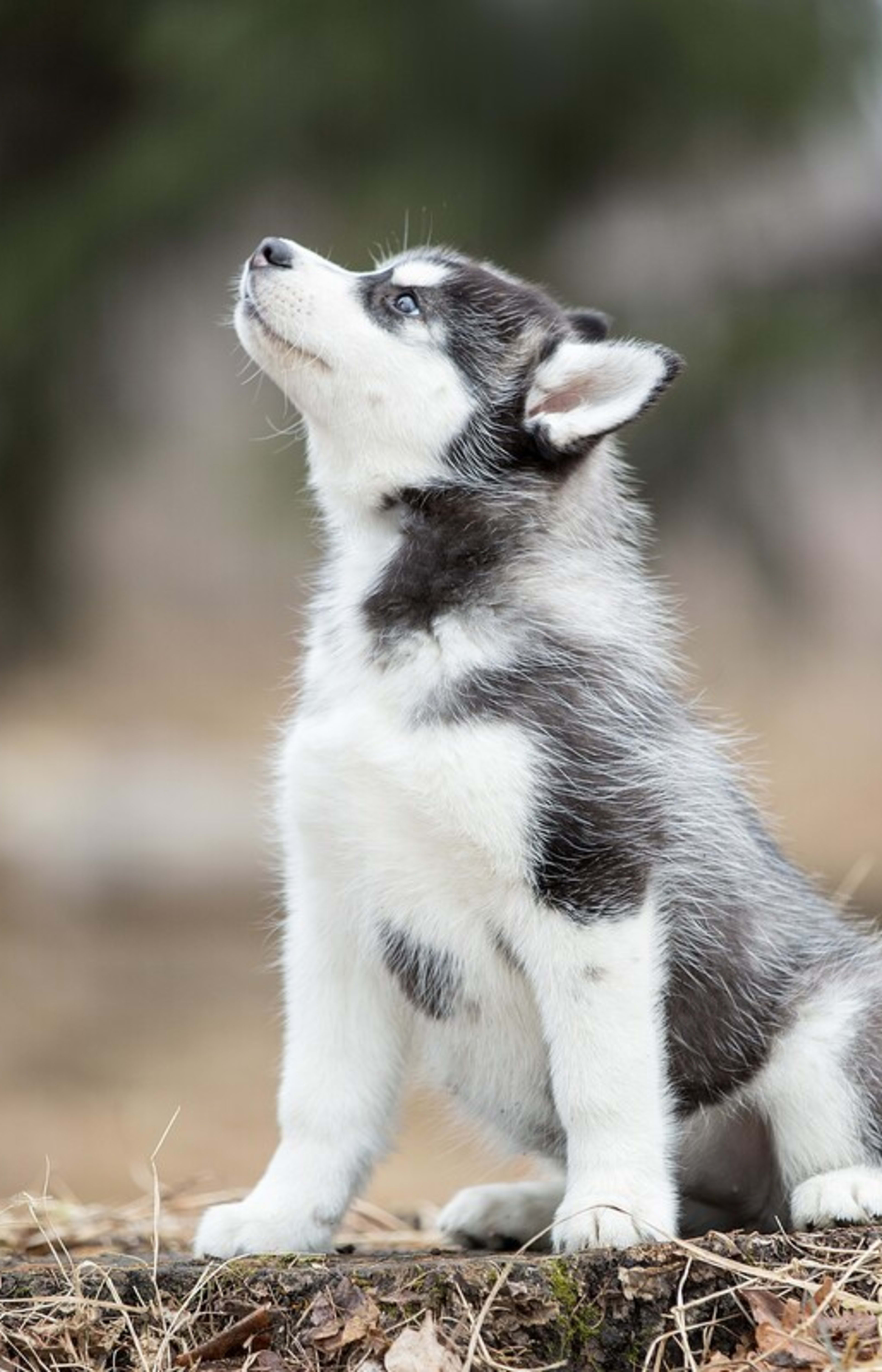 Wallpaper cute dog | An adorable puppy in glasses surrounded by toys, image size:3840x5973