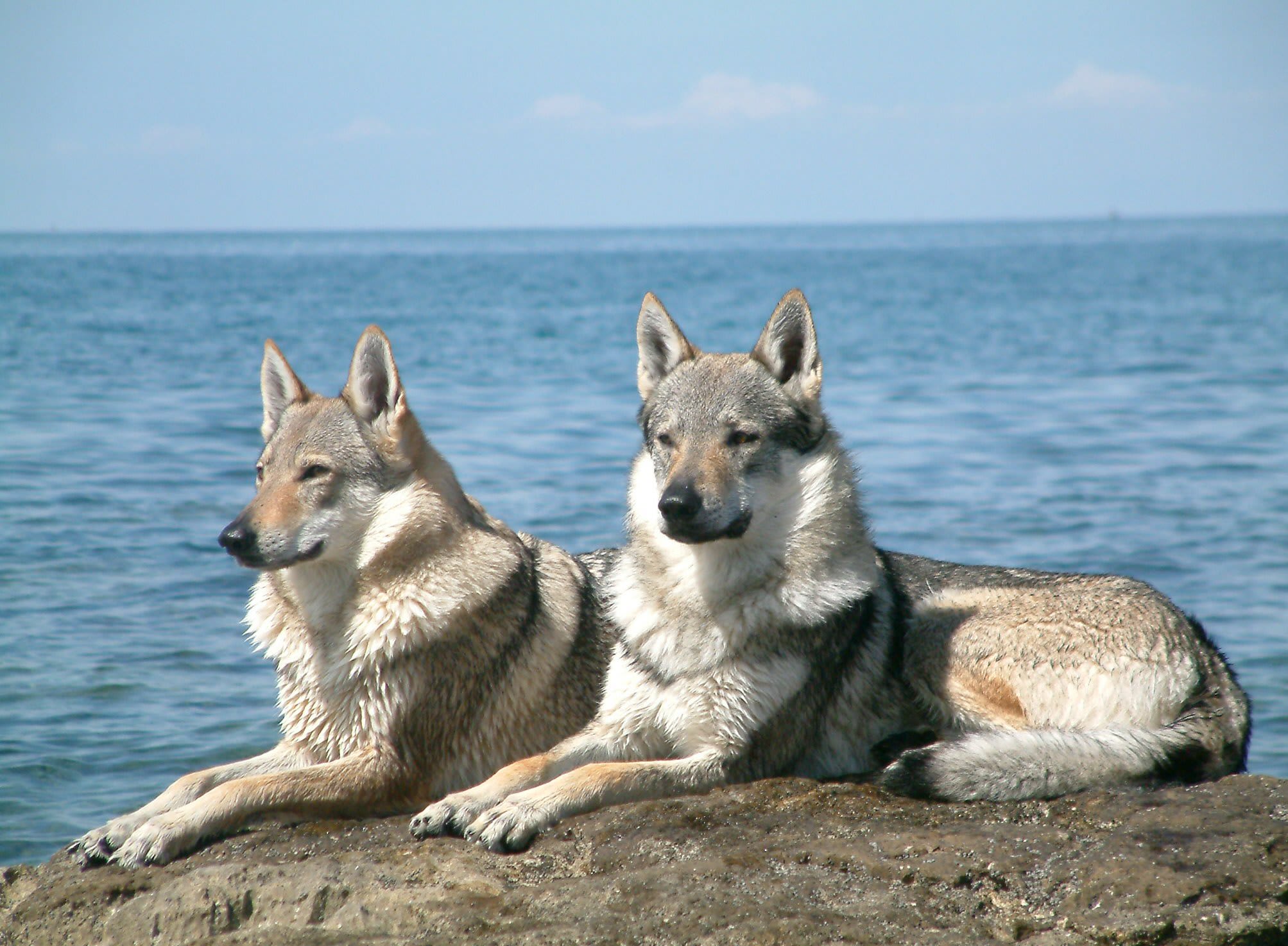 Wolfdogs: The Hybrid Some State Laws Restrict - PetHelpful, image size:2007x1474