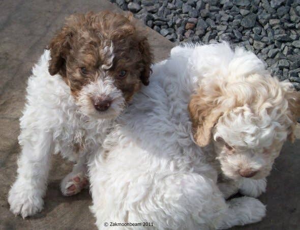 Which Dog Breeds are Hypoallergenic And Don&39;t Trigger Allergies?