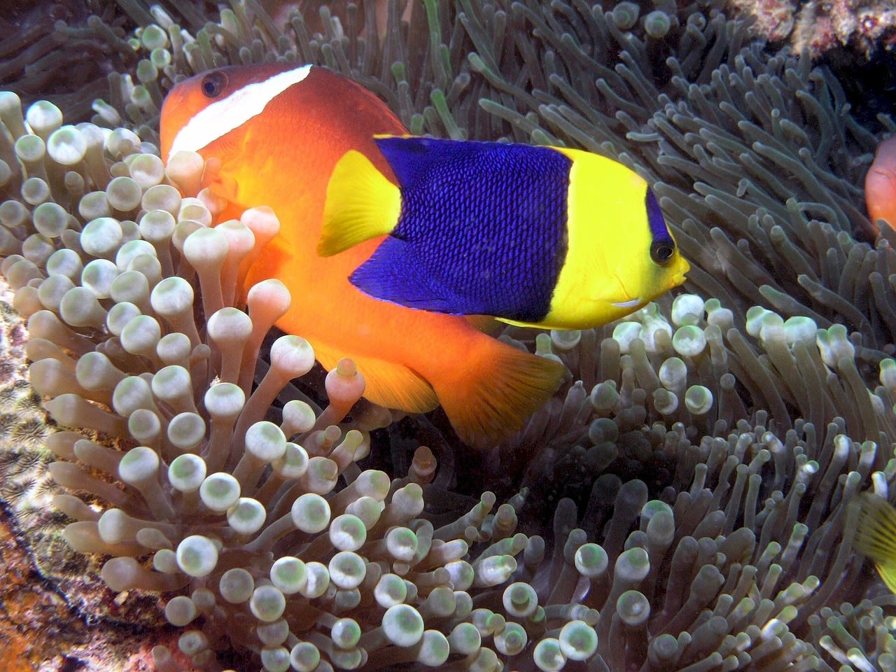 The Top 7 Fish for Kids