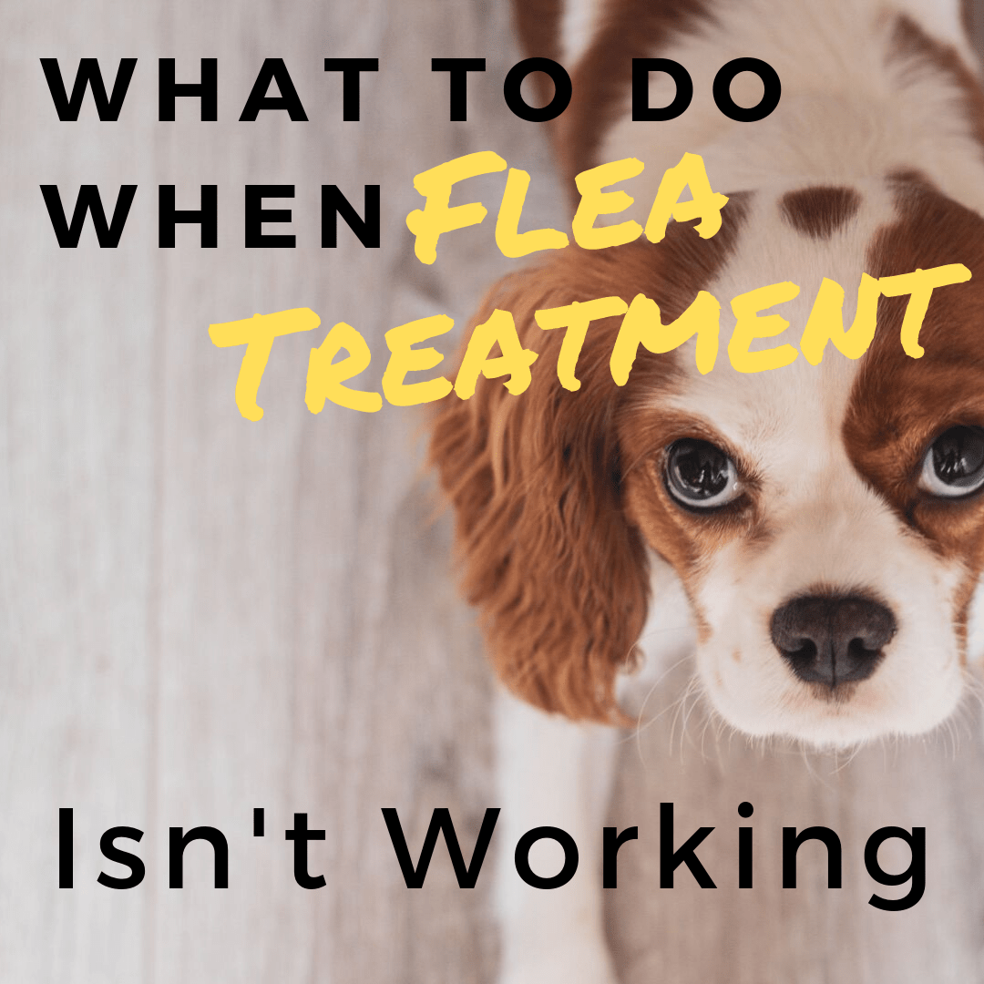 Flea Treatment Not Working? Top Reasons and Fast Solutions