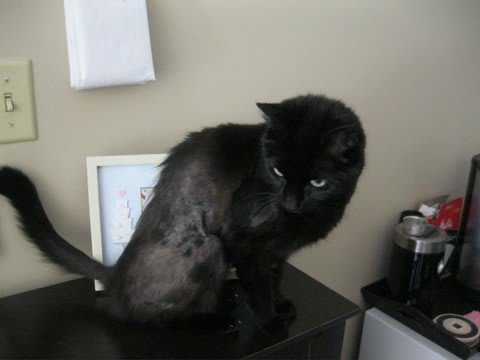 How to Get Candle Wax Out of Cat Fur: Quick & Safe Tips