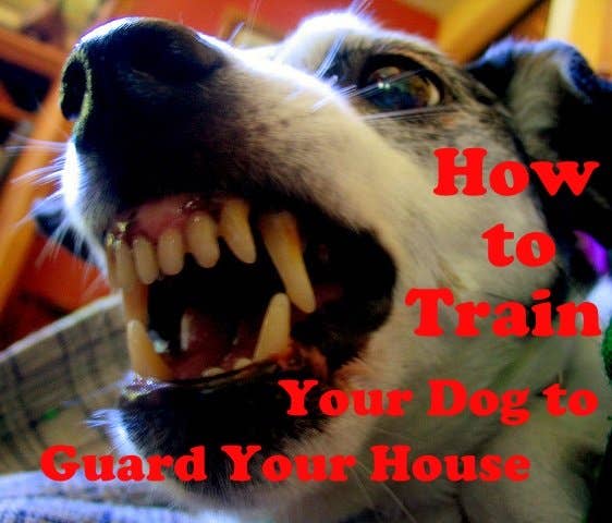 How to Train Your Dog to Guard You: Proven Steps for Safety