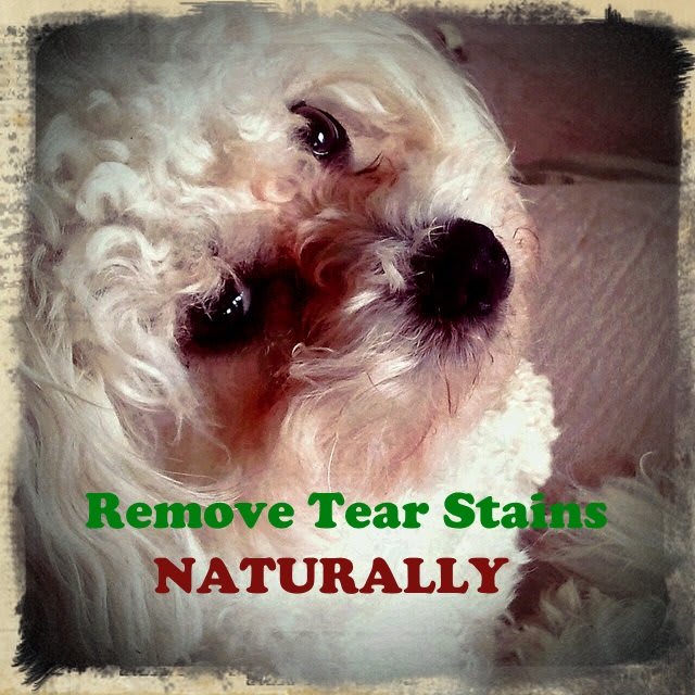 hydrogen peroxide dog tear stains