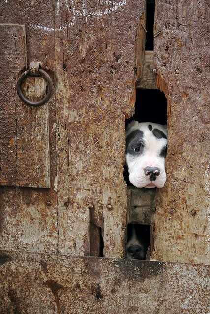 Arabic and Moroccan Names for Dogs