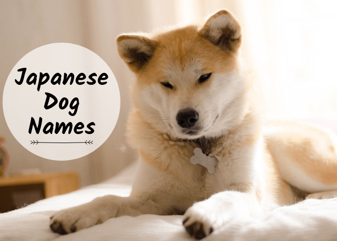 Pet Names Japanese Akita Dog Names Shiba Inu Names Japanese Dog