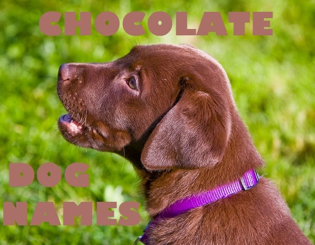 30 Sweet Dog Names for a Chocolate Labrador Retriever
