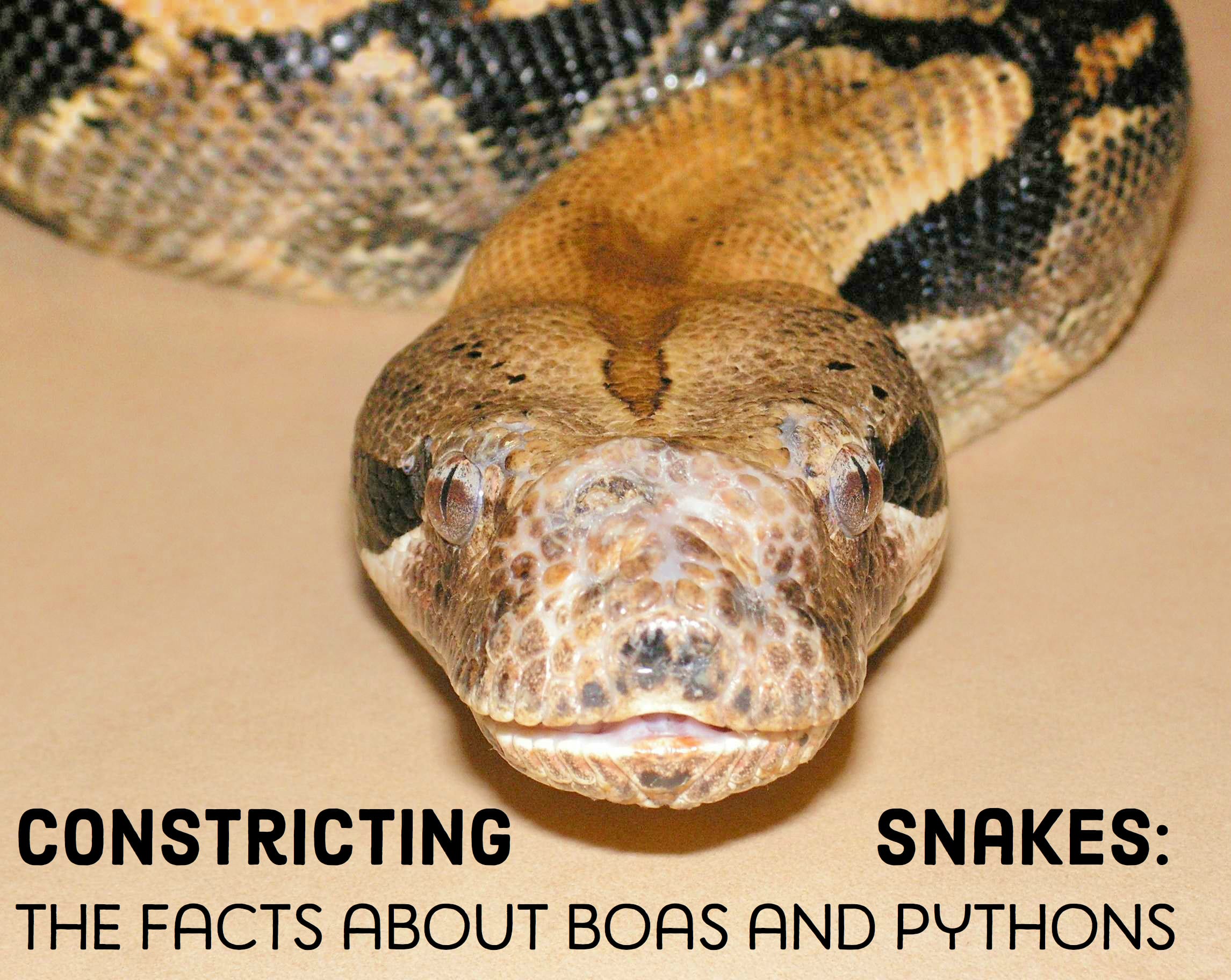 14 Species of Boas and Pythons: Amazing Constricting Snakes