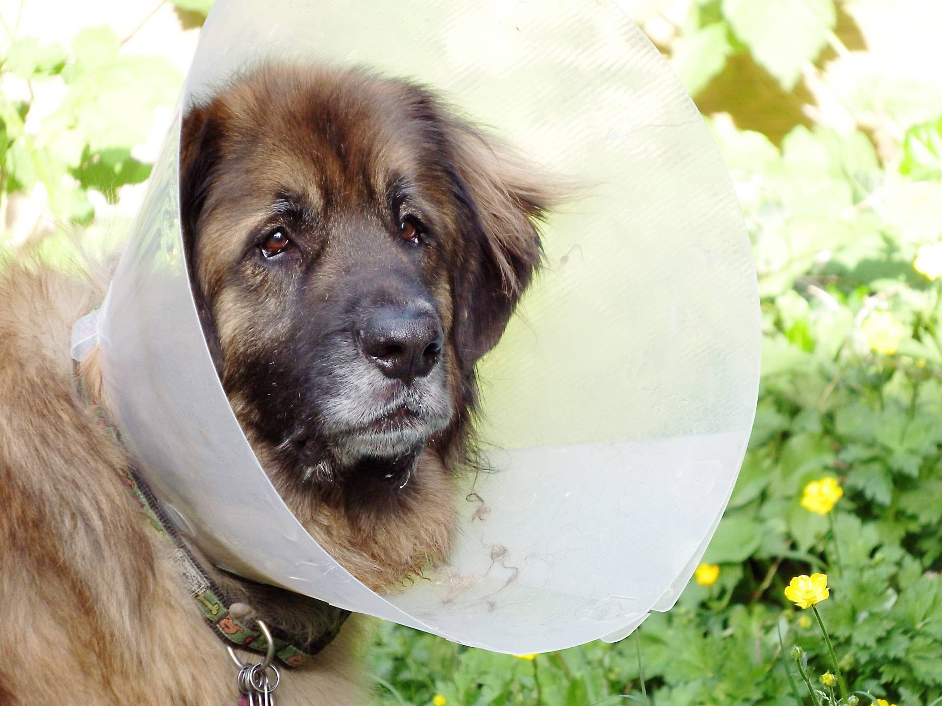 Spleen Functions, Hematoma, and Removal (Splenectomy) in Dogs - PetHelpful