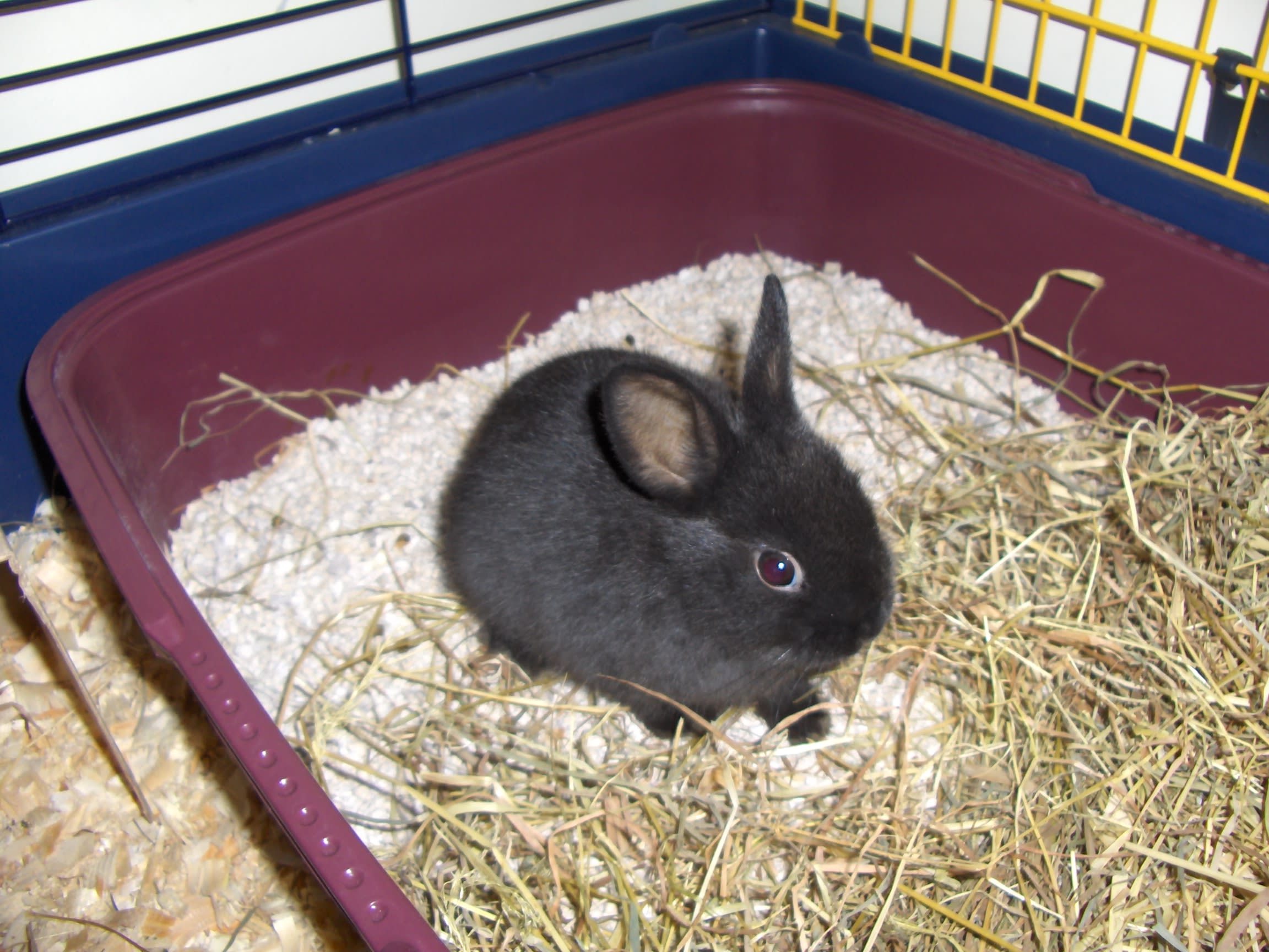 Dwarf Rabbit Full Grown Lops Are Mellow And Other Myths Rabbit.org