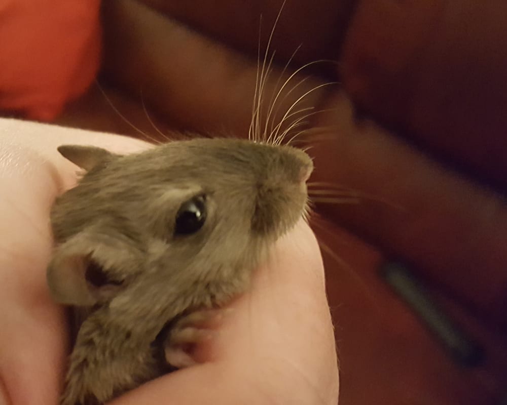 buy a gerbil