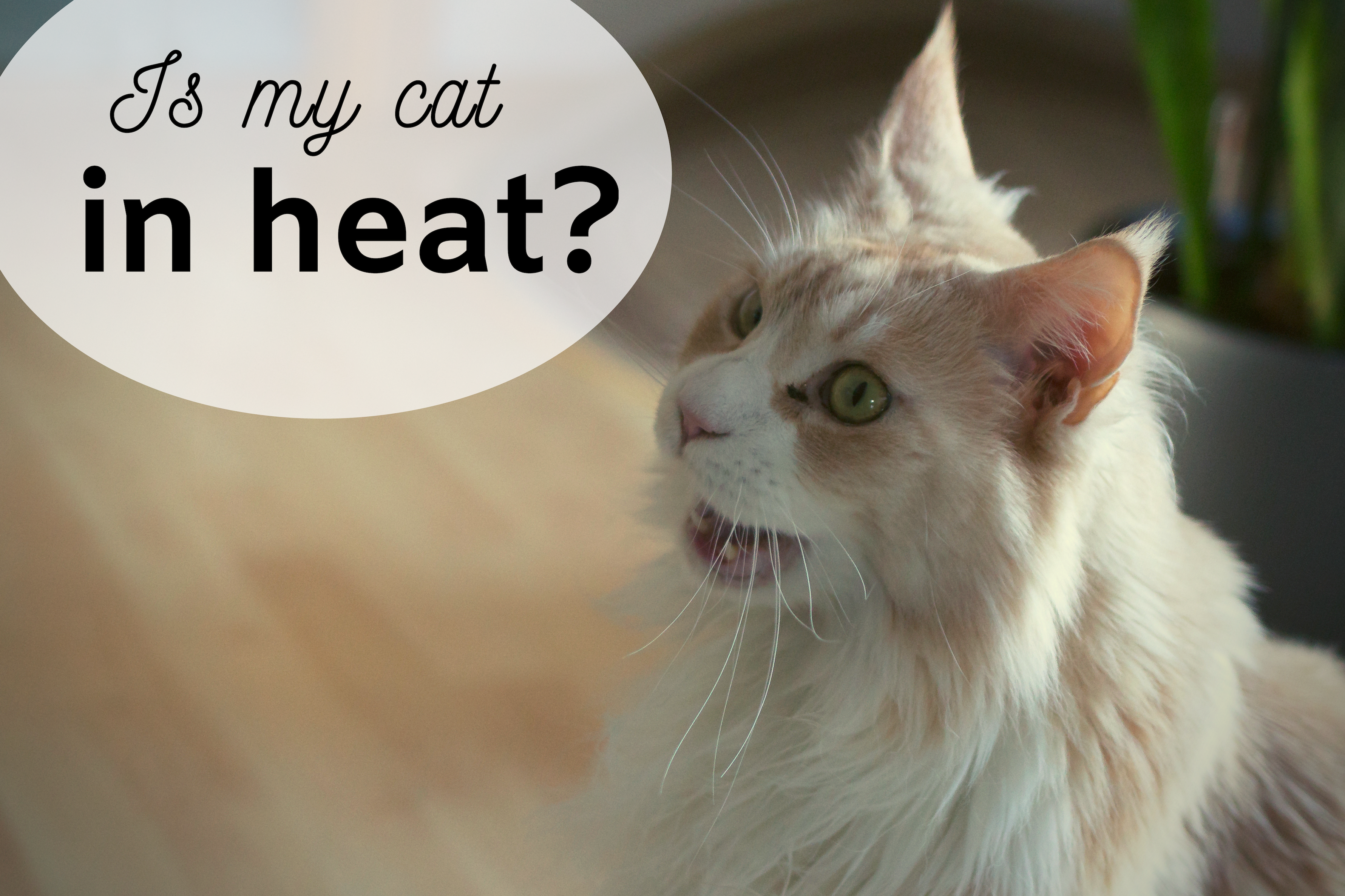 Pet How To Know When My Cat Is In Heat Morning Sickness How Can I Know