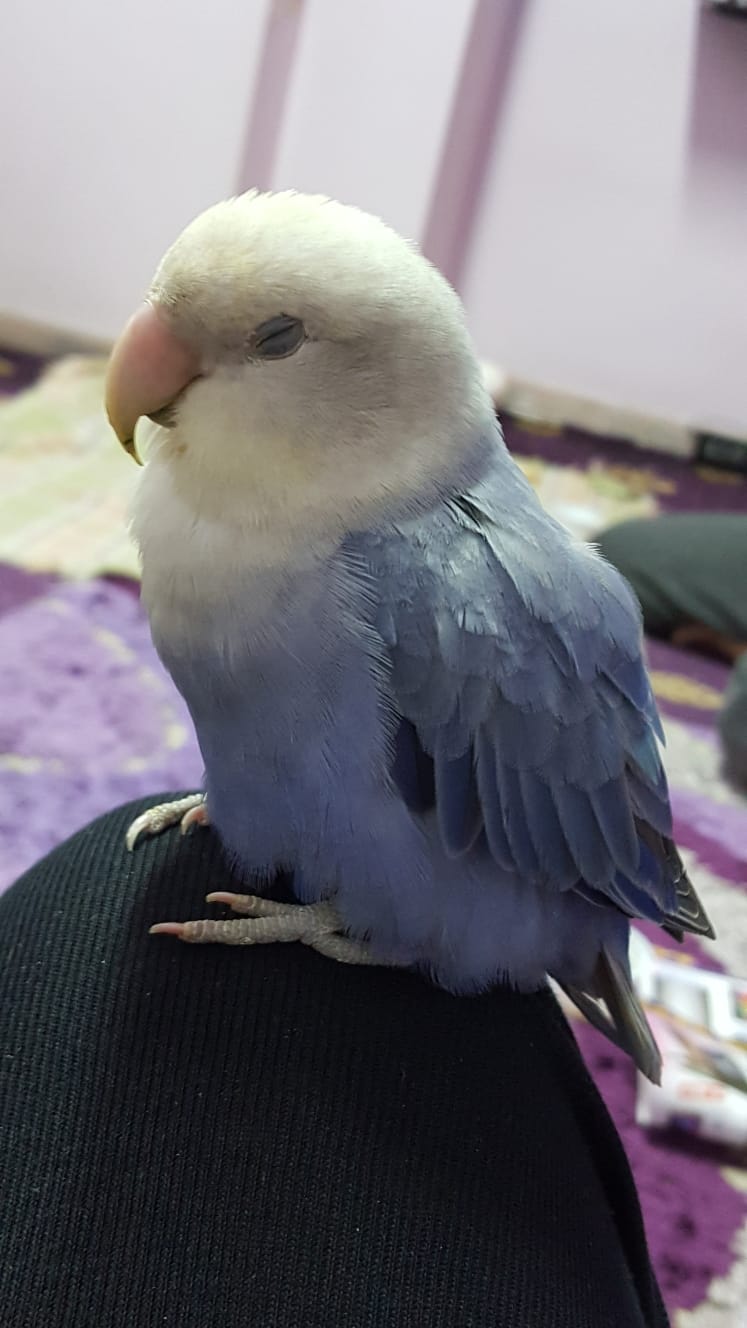 How to Care for Sick Lovebirds Signs and Symptoms