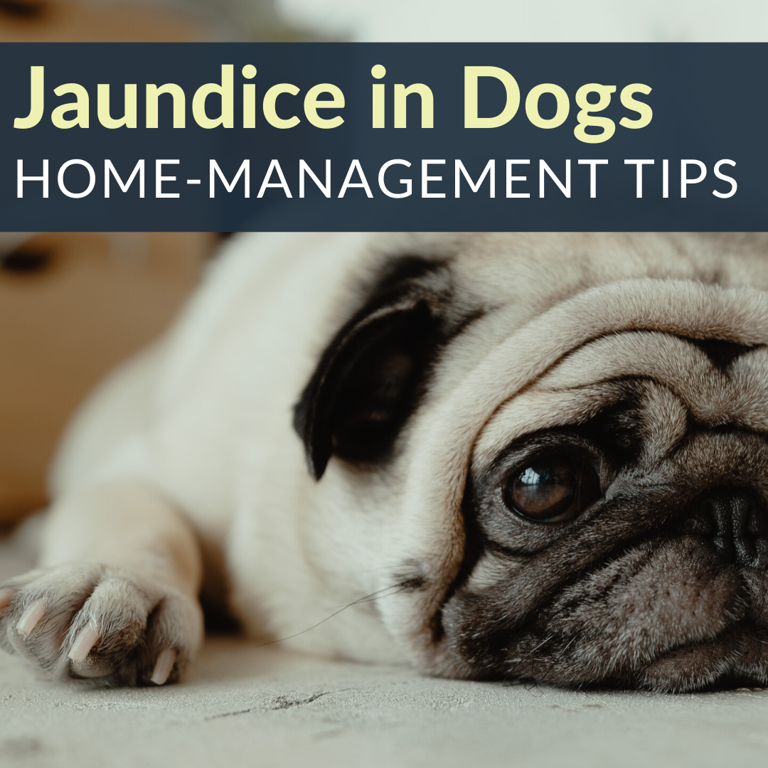 Helping a Dog With Jaundice at Home