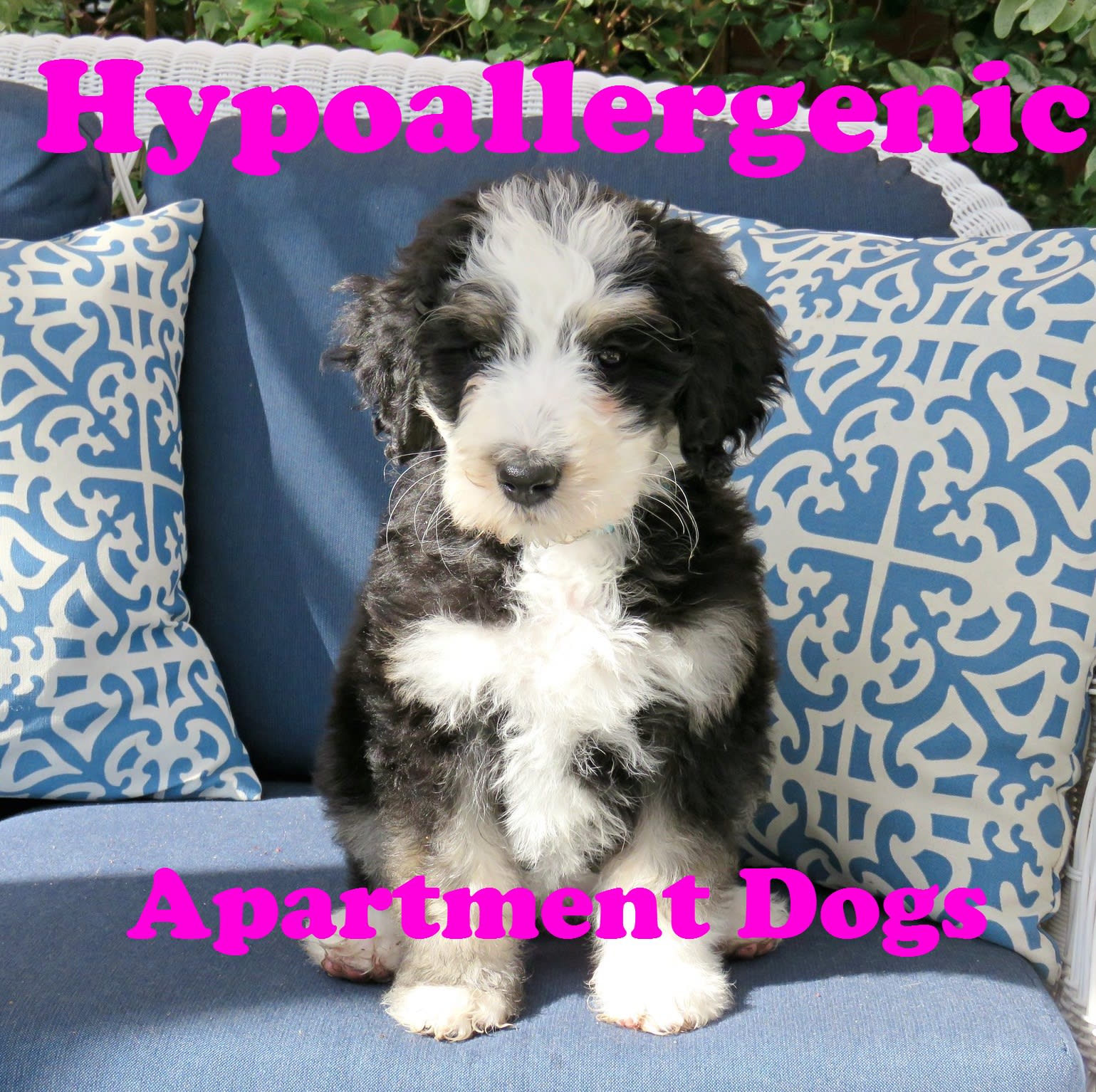 hypoallergenic dogs small to medium size