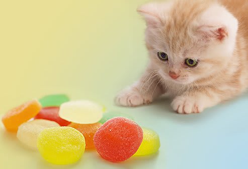 cat ate sugar