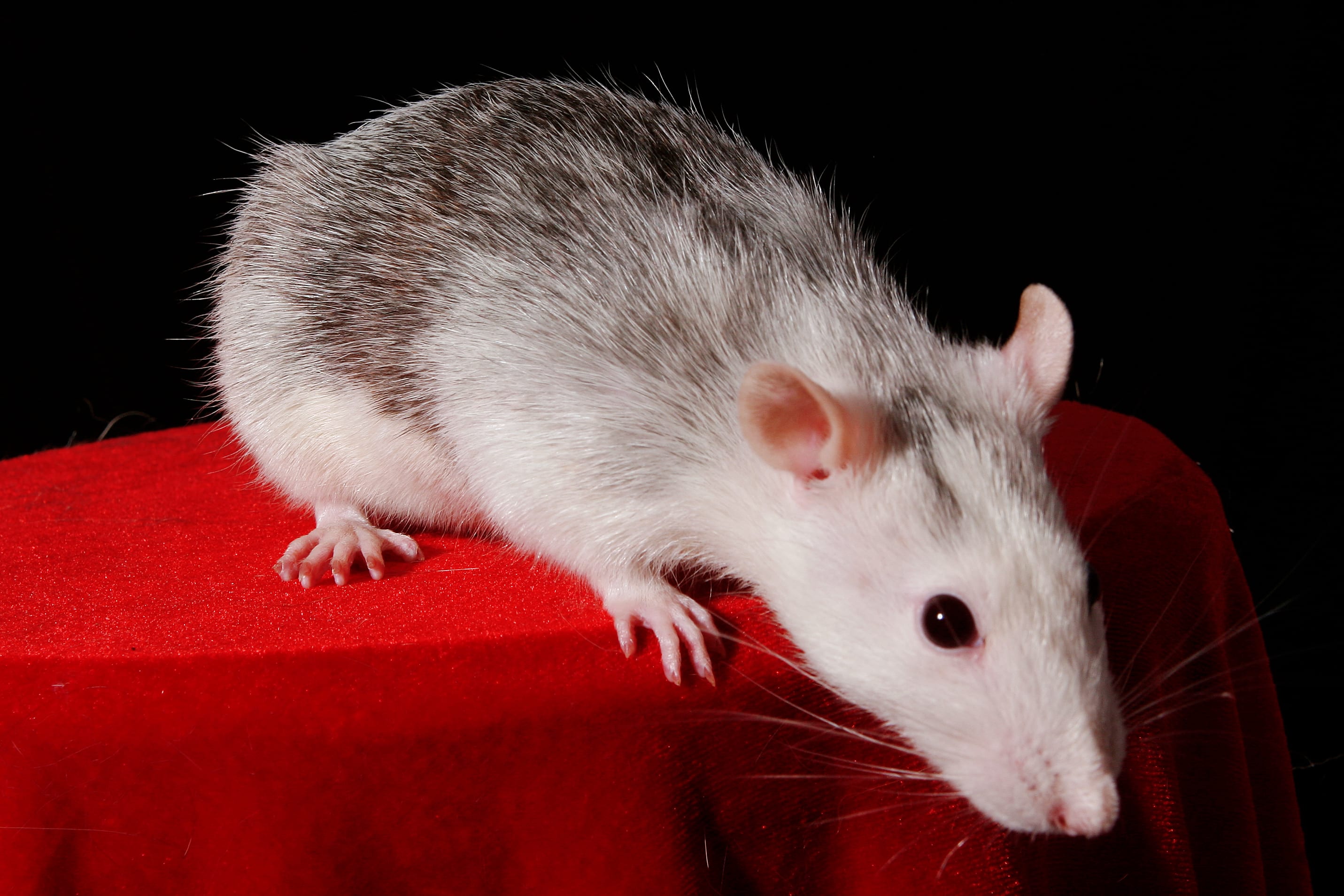 Rats and Their Types Colors and Patterns With Photos