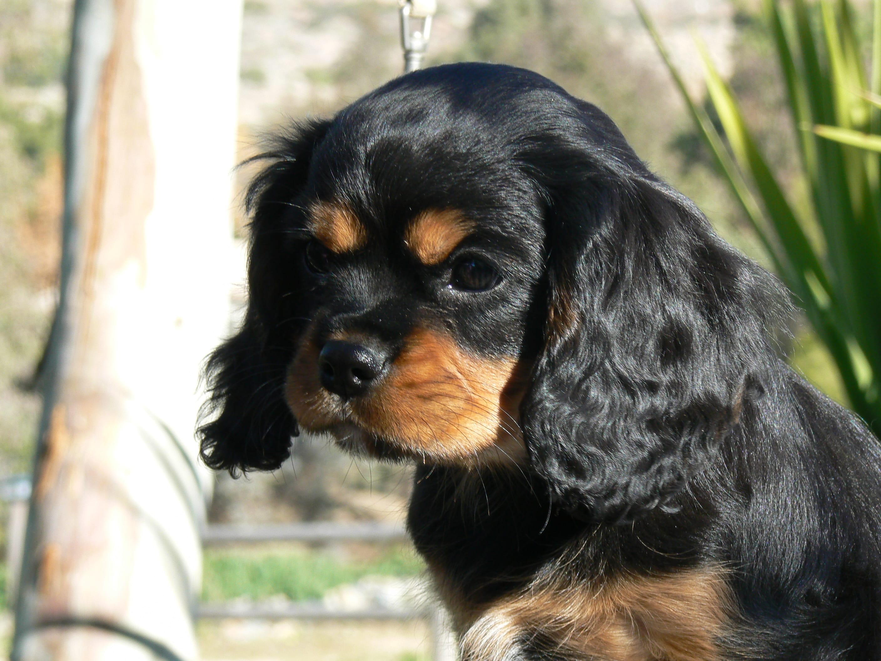 Cavalier King Charles Best Low Energy Dog Breeds Canine Cavalier