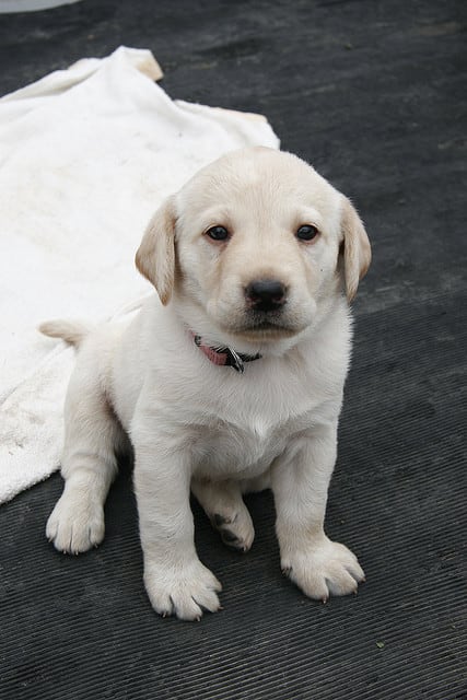 住まい+暮らし+子育て Labrador Retriever - Labrador Retriever sddefault.jpg