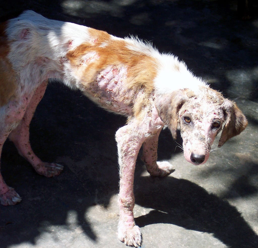 6 Common Reasons Your Dog Scratches All the Time