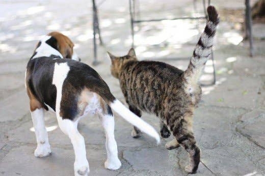 5 Dog Breeds That Like and Are Good With Cats PetHelpful