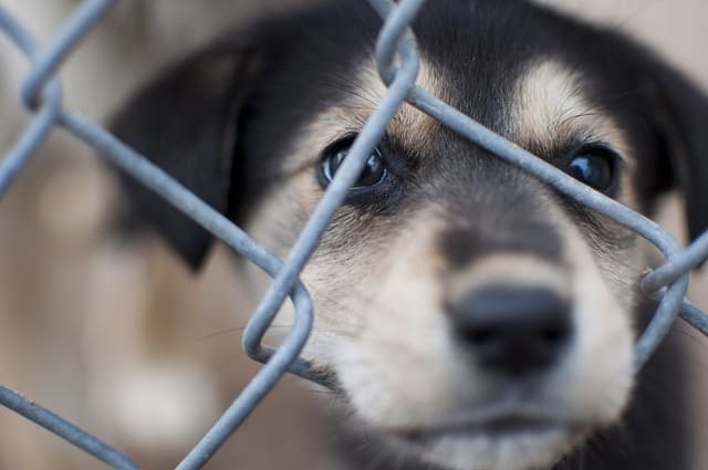 Cheap dogs for sale near me sales