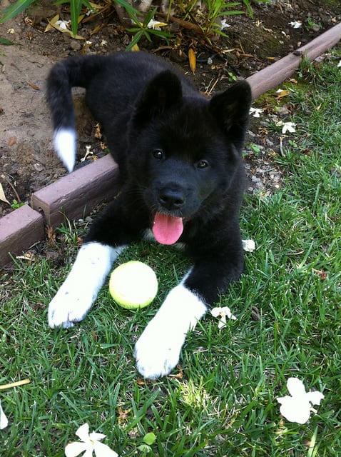 American Akita Inu Best Dog Names For Akita American Akita Mix