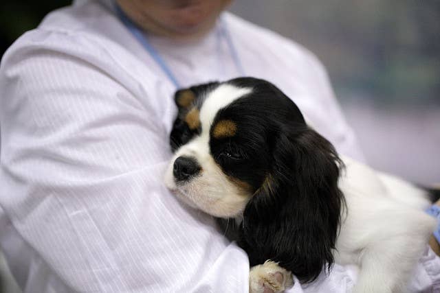5 Affectionate Dog Breeds That You Can Cuddle - PetHelpful
