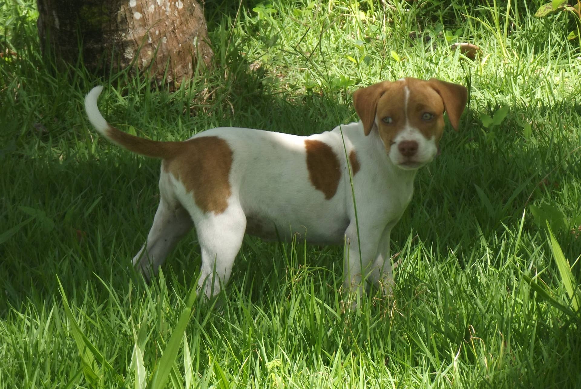 Human Foods For Dogs To Help Constipation preview