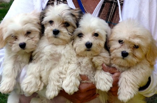 havanese puppy price