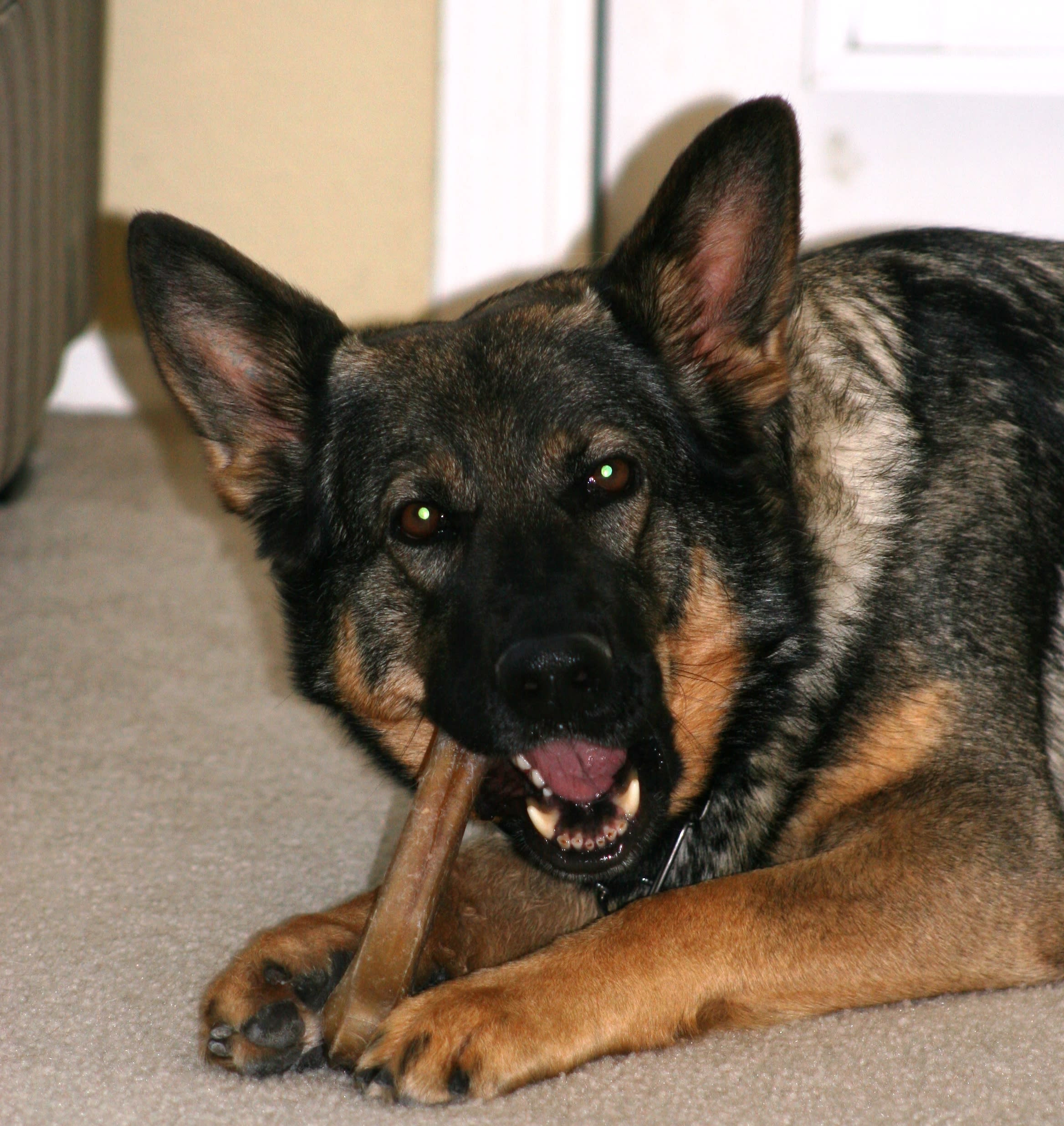 German Shepherds as Pets and Companions - PetHelpful, image size:2336x2473