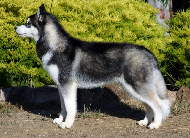 Grey Siberian Husky Wooly Wooly Coat Husky Dog Double Coat White