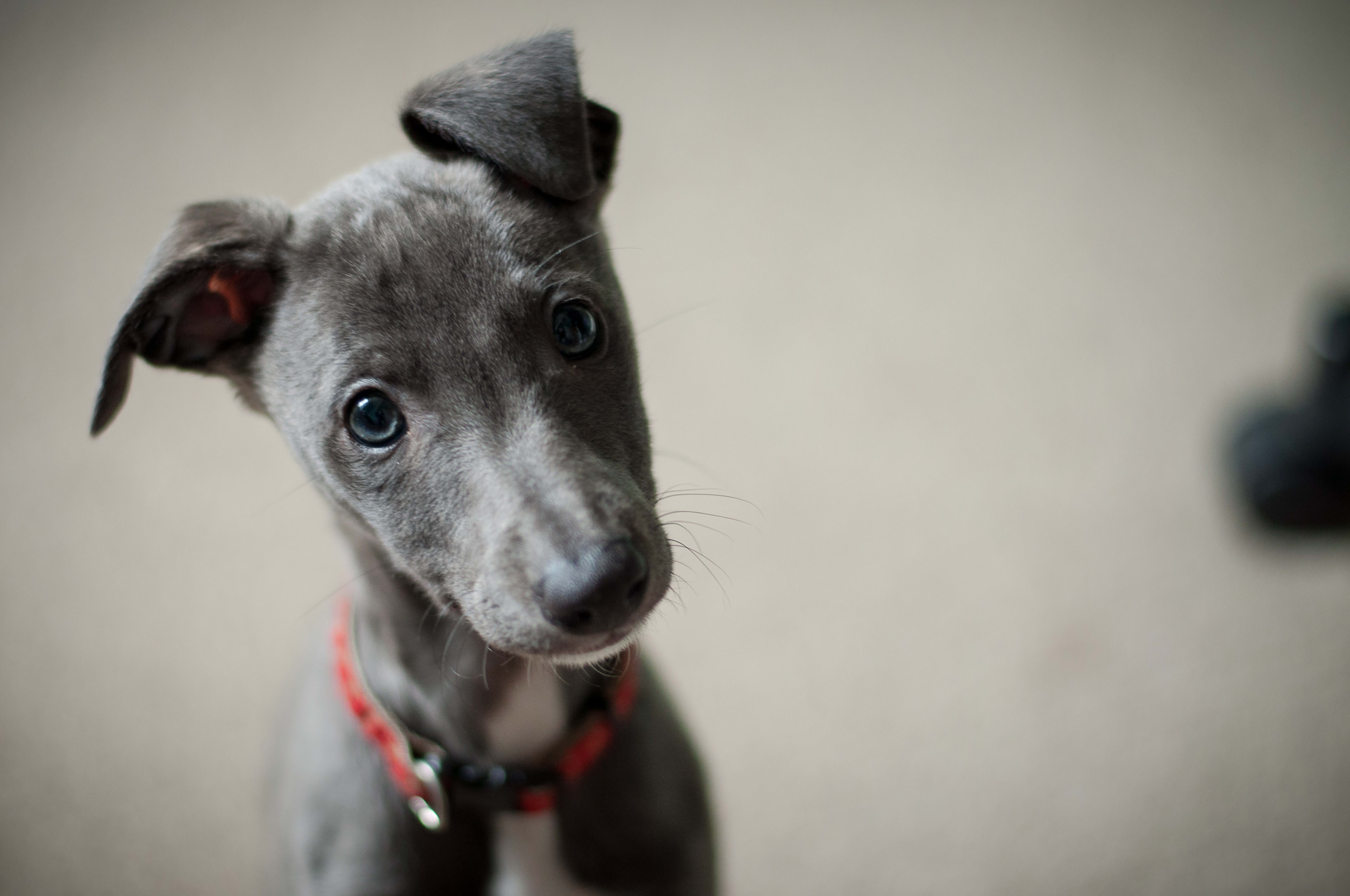how to use puppy pads to train