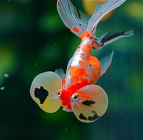 Goldfish Varieties A Brief Look at 15 Popular Types