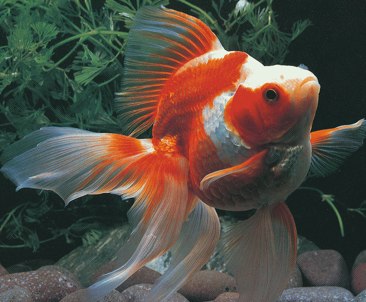 Goldfish Varieties: A Brief Look at 15 Popular Types