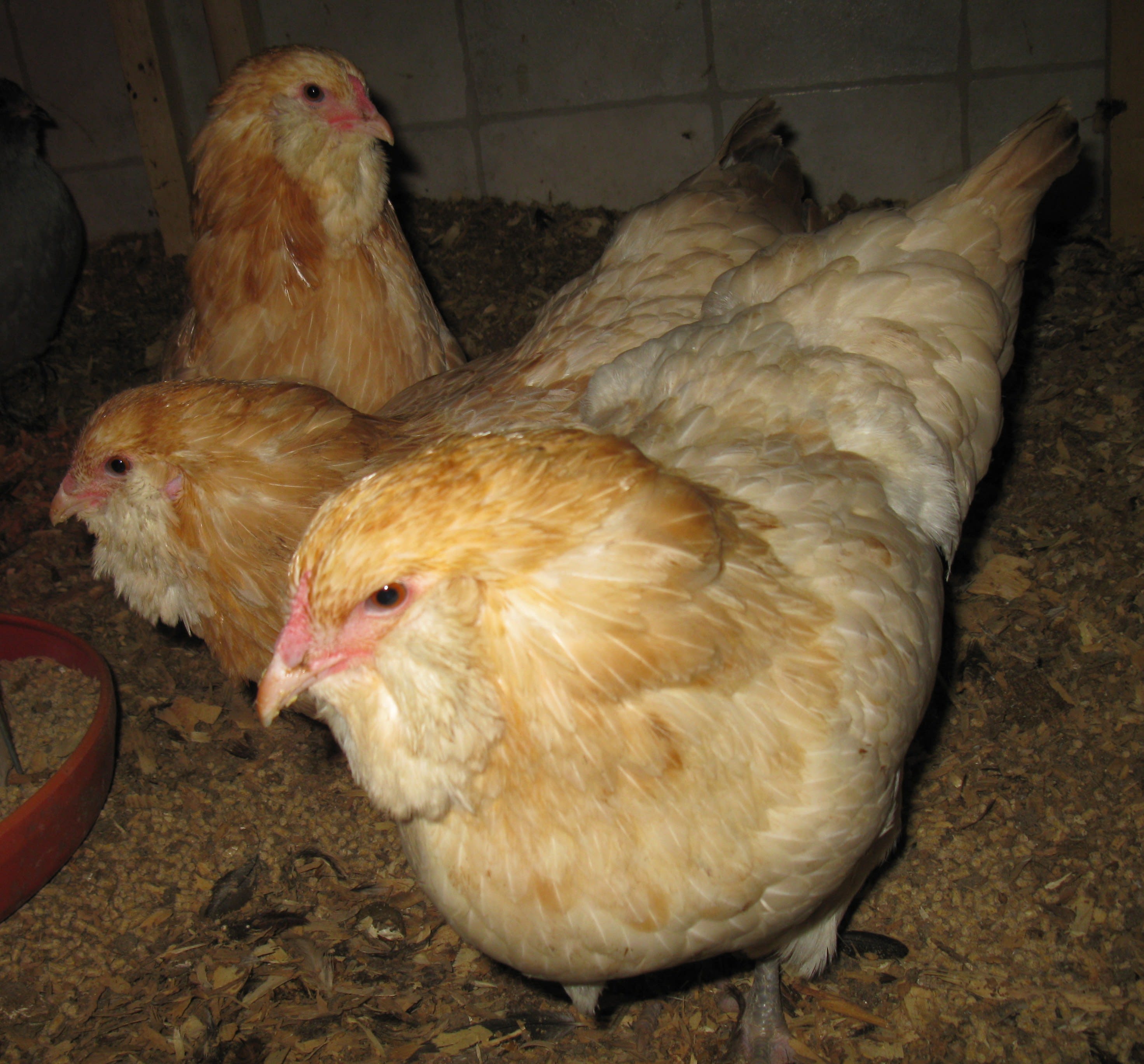 Coffee with the Chicken Ladies Breed Spotlight: Orpington - Murray McMurray  Hatchery Blog, image size:2943x2736