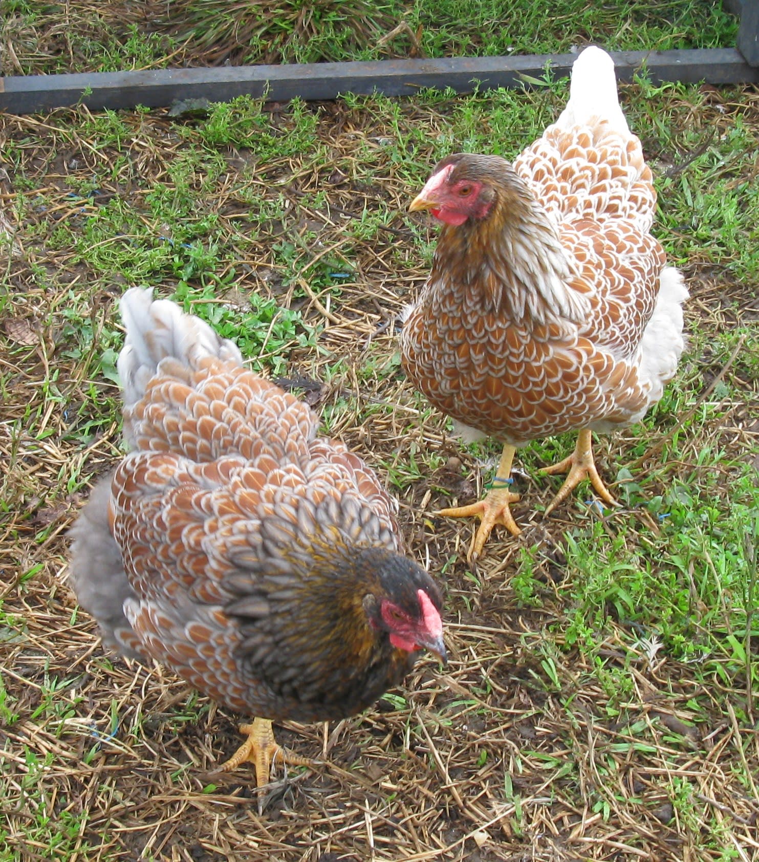 Buff Wyandotte: Breed Profile | Chicken Fans, image size:1483x1684